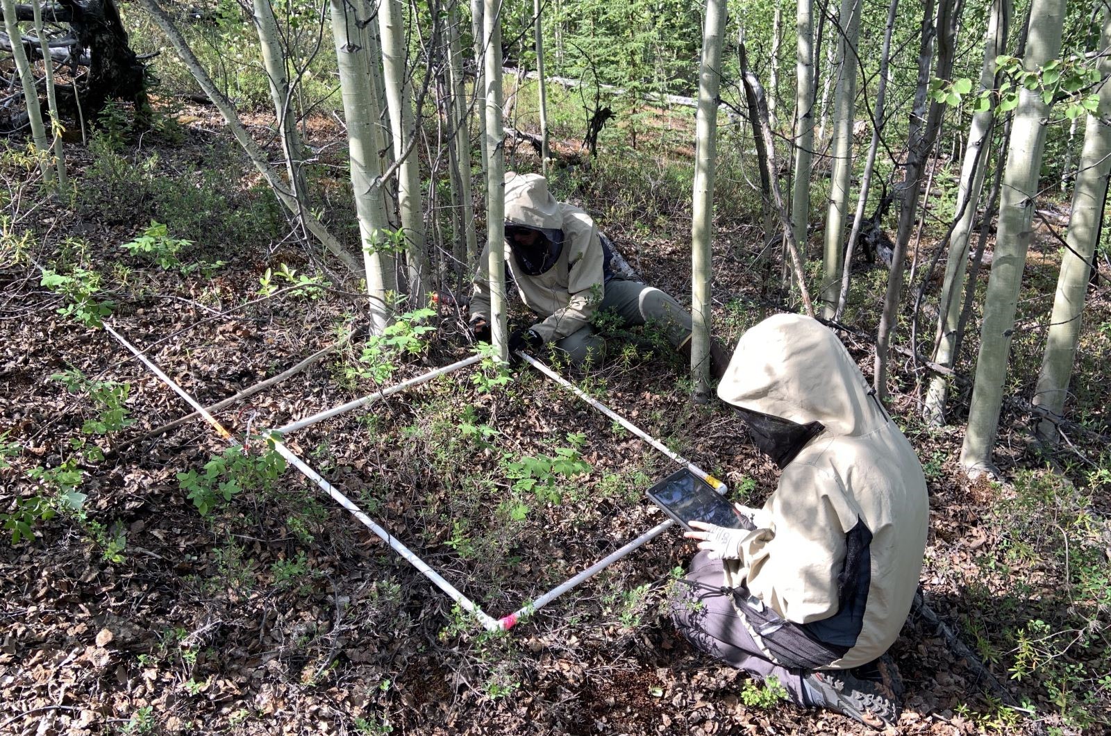 Conducting vegetation surveys surrounded by mosquitoes