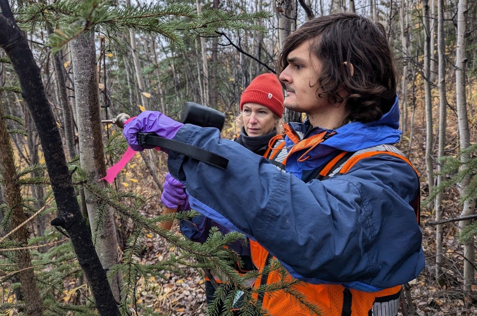 Researchers collecting tree measurements
