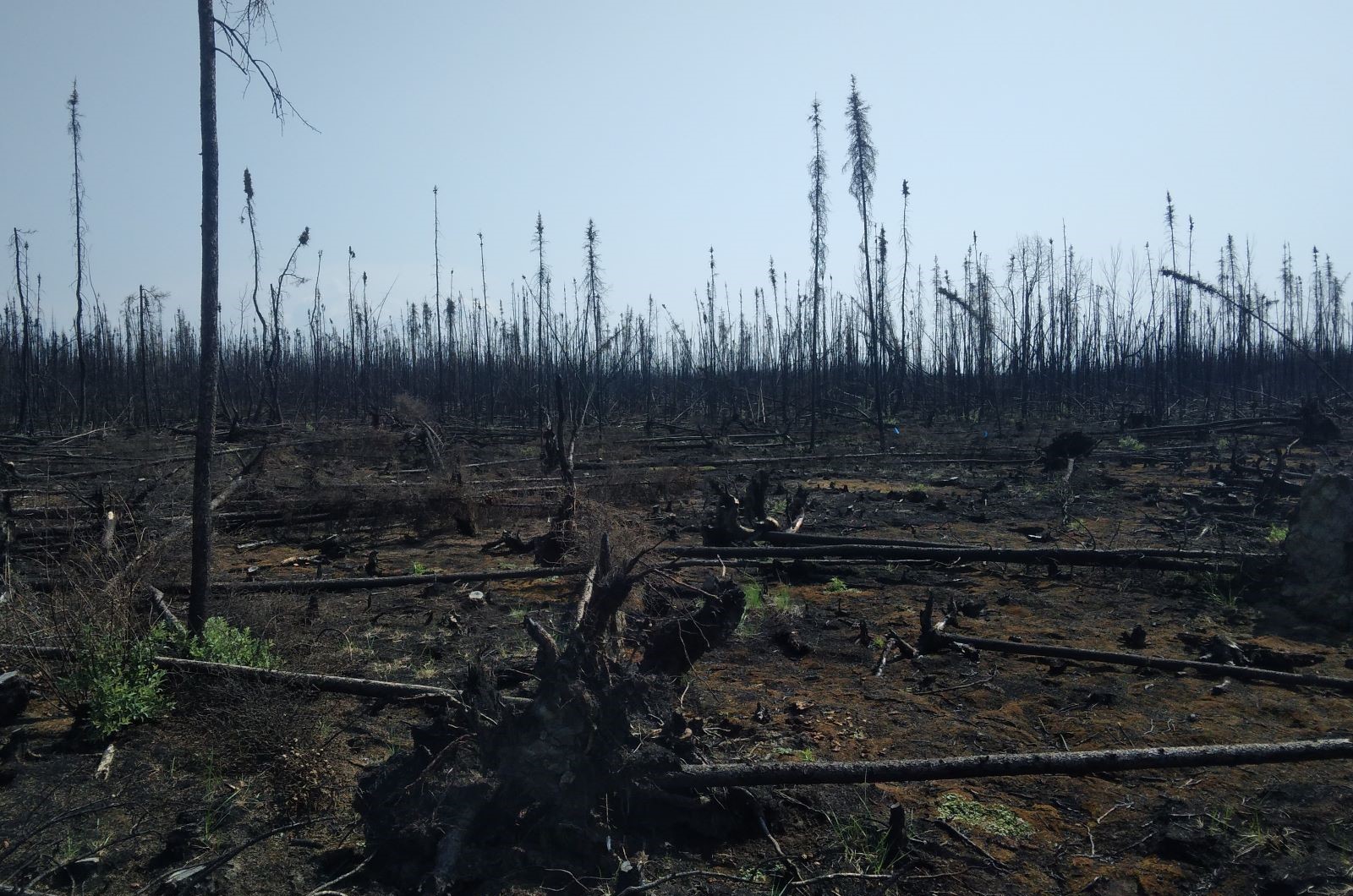 Post fire spruce forest highliting burnt organic layer and exposed mineral soil