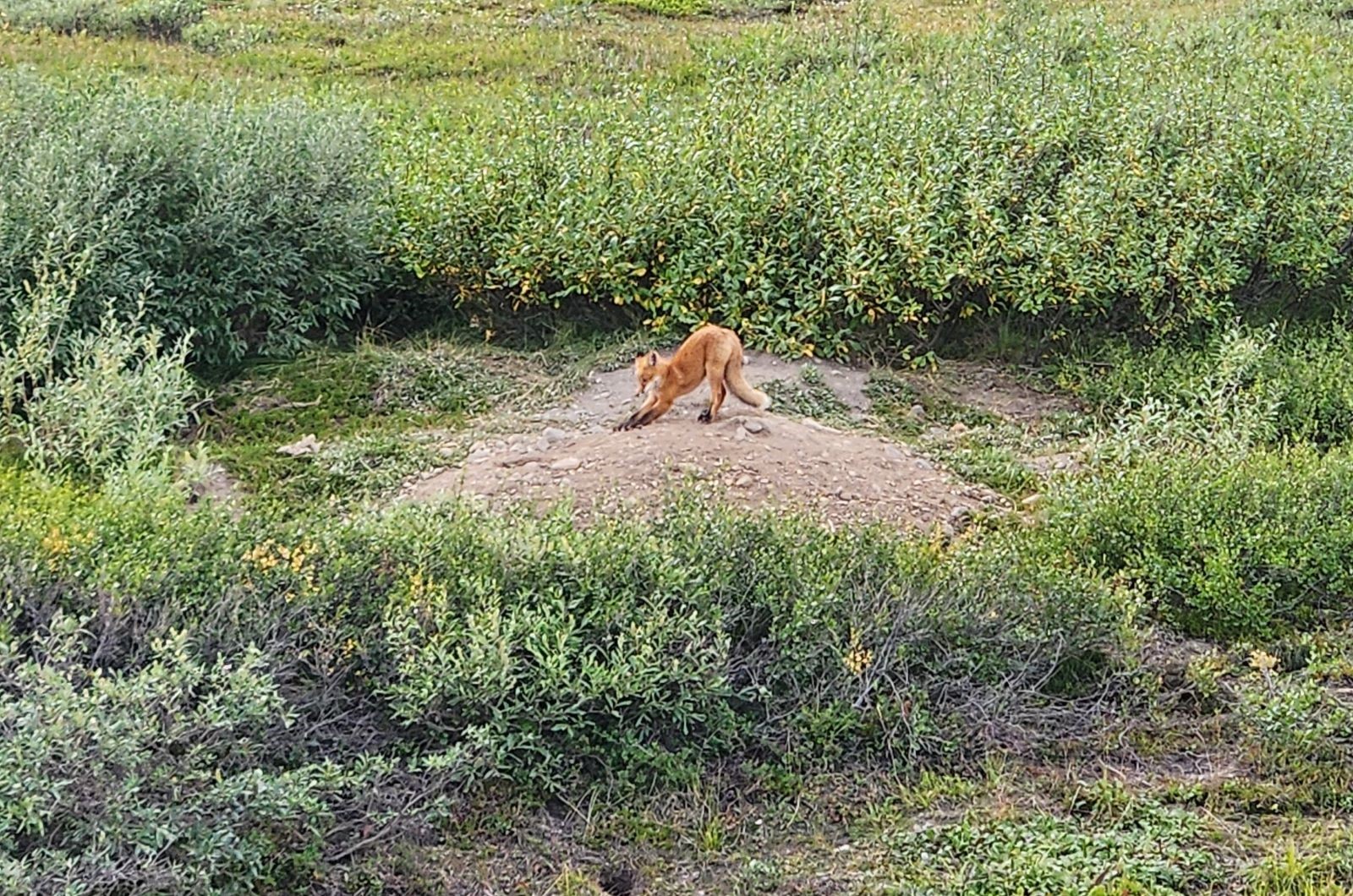 Willow shrubland (with a fox)