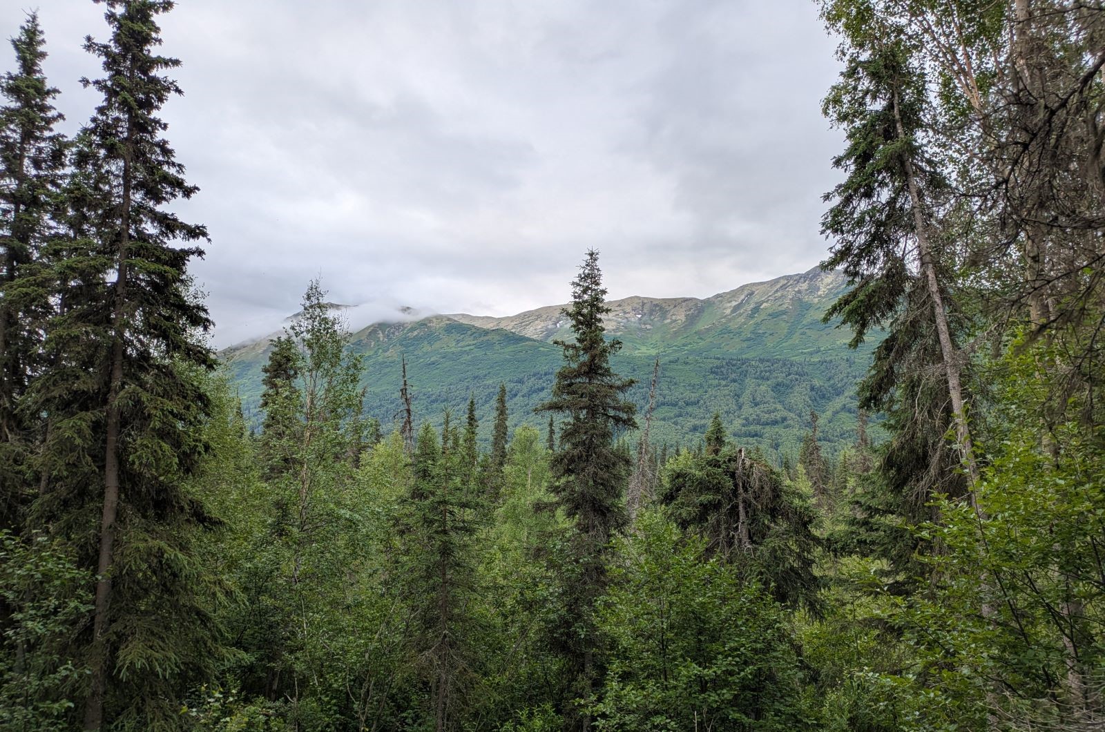 View of hills through mixed forest
