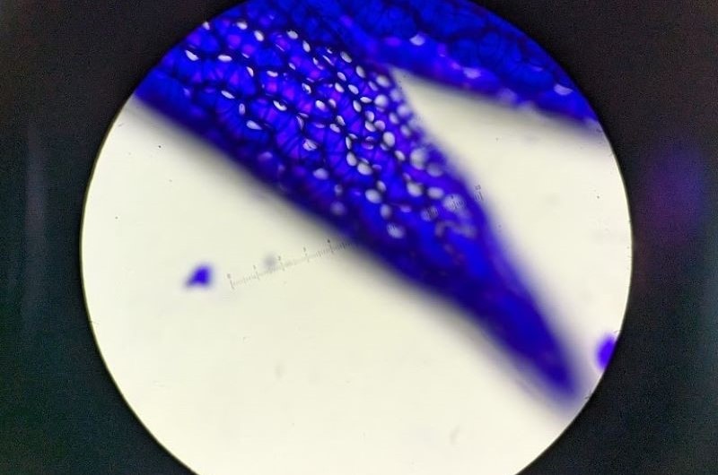 Sphagnum leaf stained and under microscopy during Moss identification Workshop, June 2023.