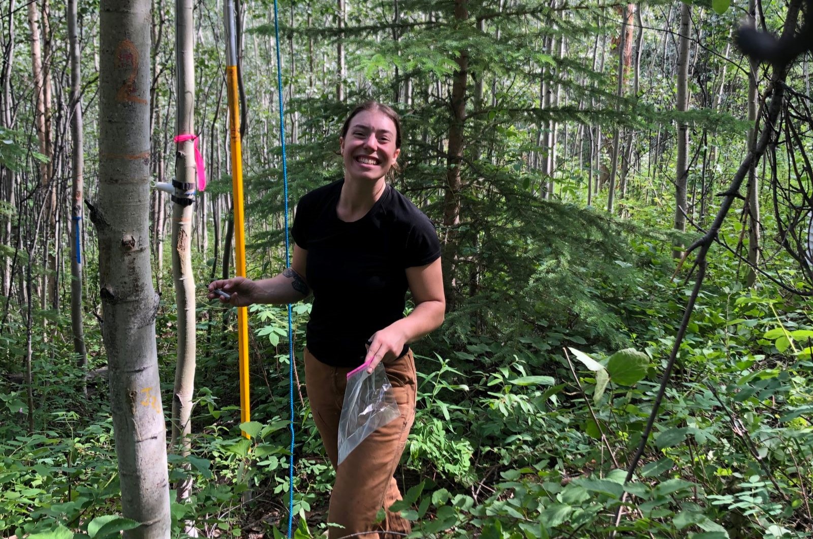 Sampling canopy aspen leaves to quantify herbivore damage.  Photo: Diane Wagner