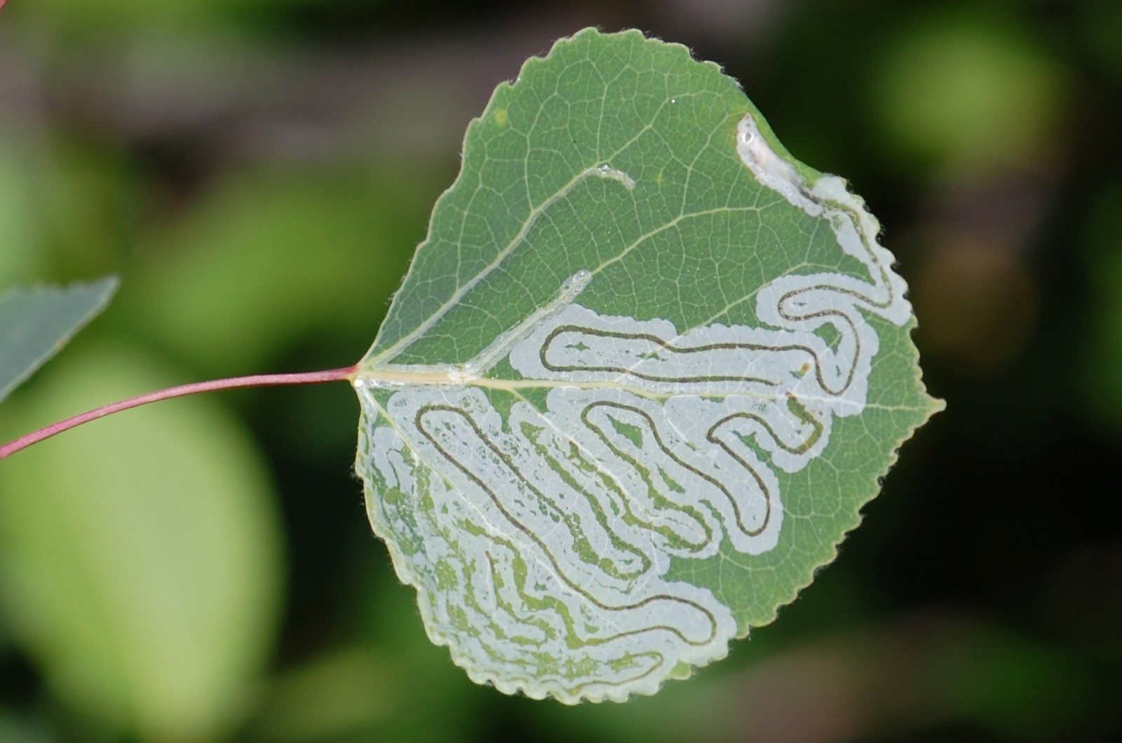 The larvae of the aspen leaf miner moth feed on the outer cell layer of the aspen leaf, causing a pale serpentine mine.  Photo: Diane Wagner