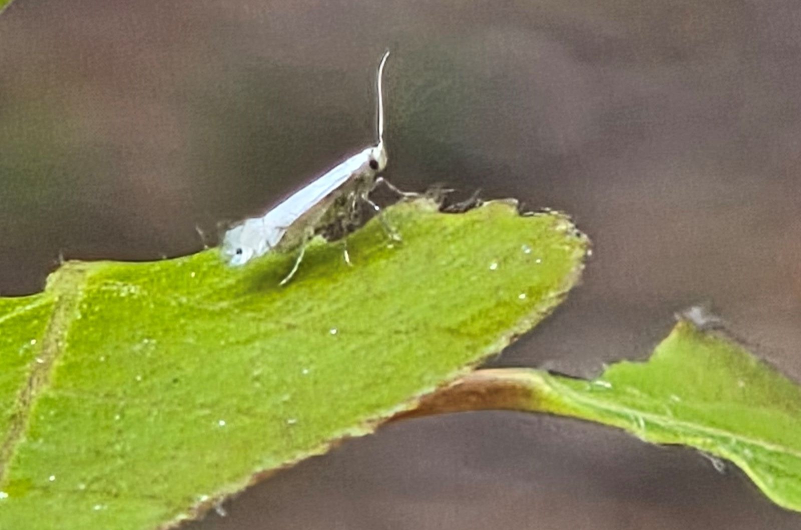 The aspen leaf miner is a tiny moth that lays its eggs on aspen leaves just after the spring budbreak.  Photo: Alec Milbourne