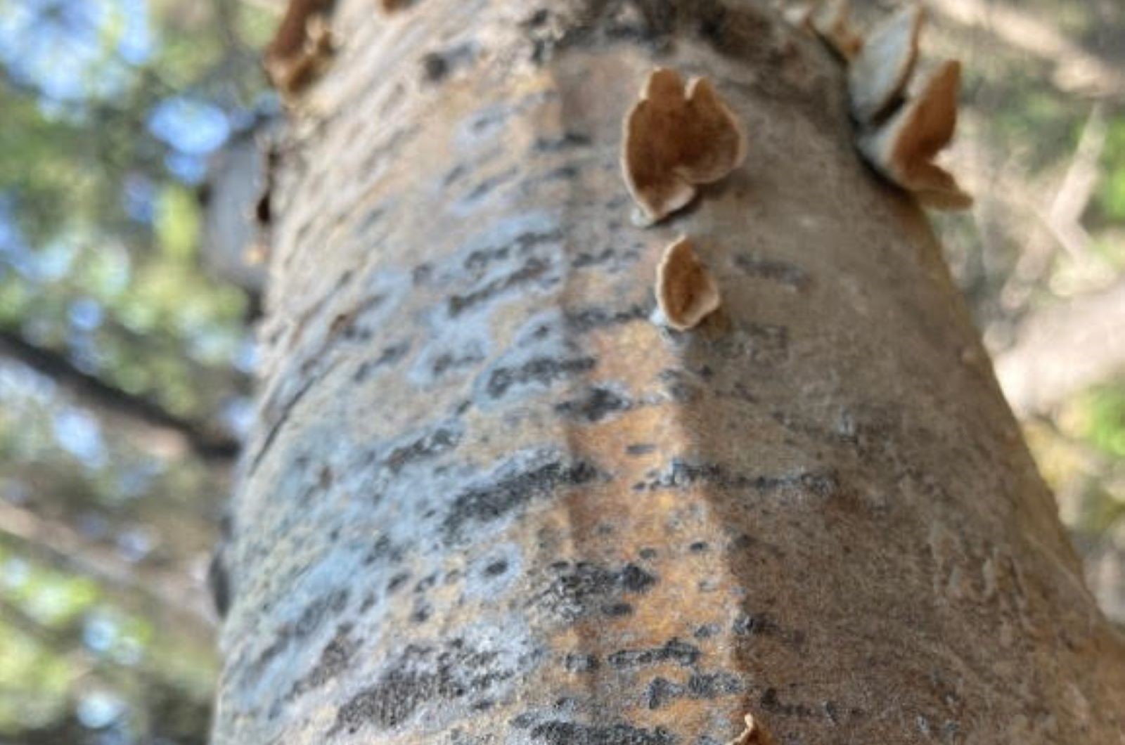 Sometimes a ridge forms on aspen’s trunk because as a response to infection.  Photo: Jorda Kovash