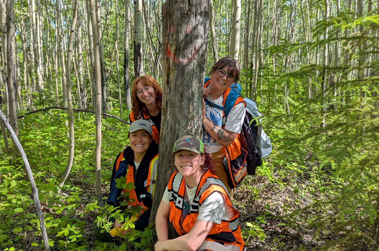 A tree trunk with a smiley face makes researchers chuckle as they assess aspen for presence of canker.  Photo: Ursel Schütte