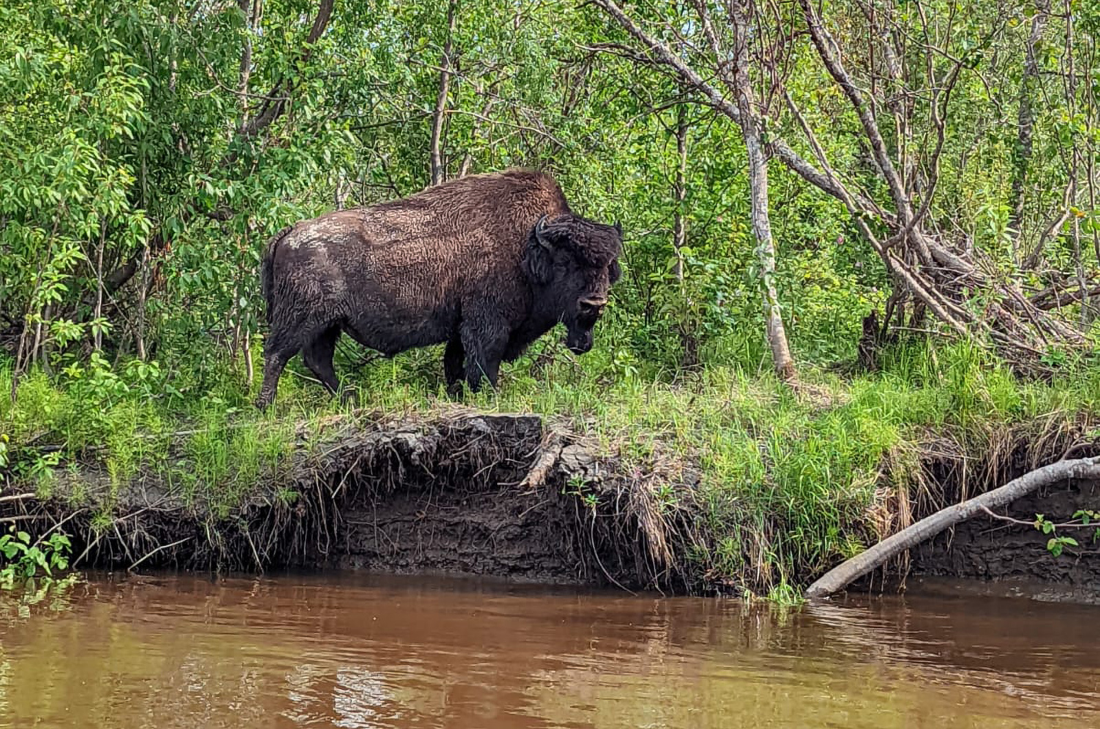 A bull wood bison stands next to the Innoko River.  Photo: AK Dept. of Fish and Game