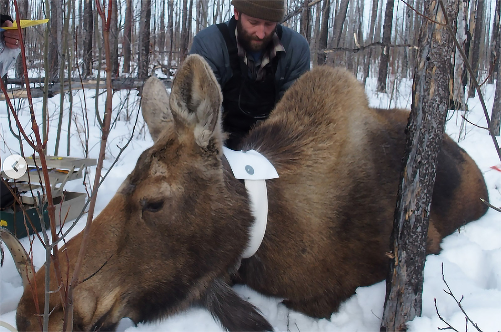Moose locations from radio-collared animals can be compared with information from hunters to improve how agencies manage moose hunting.  Photo: AK Dept. of Fish and Game