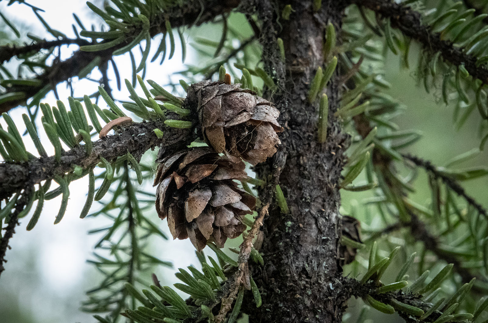 Black spruce cones, which open and release their seeds with the help of fire.  Photo: C. McCaa