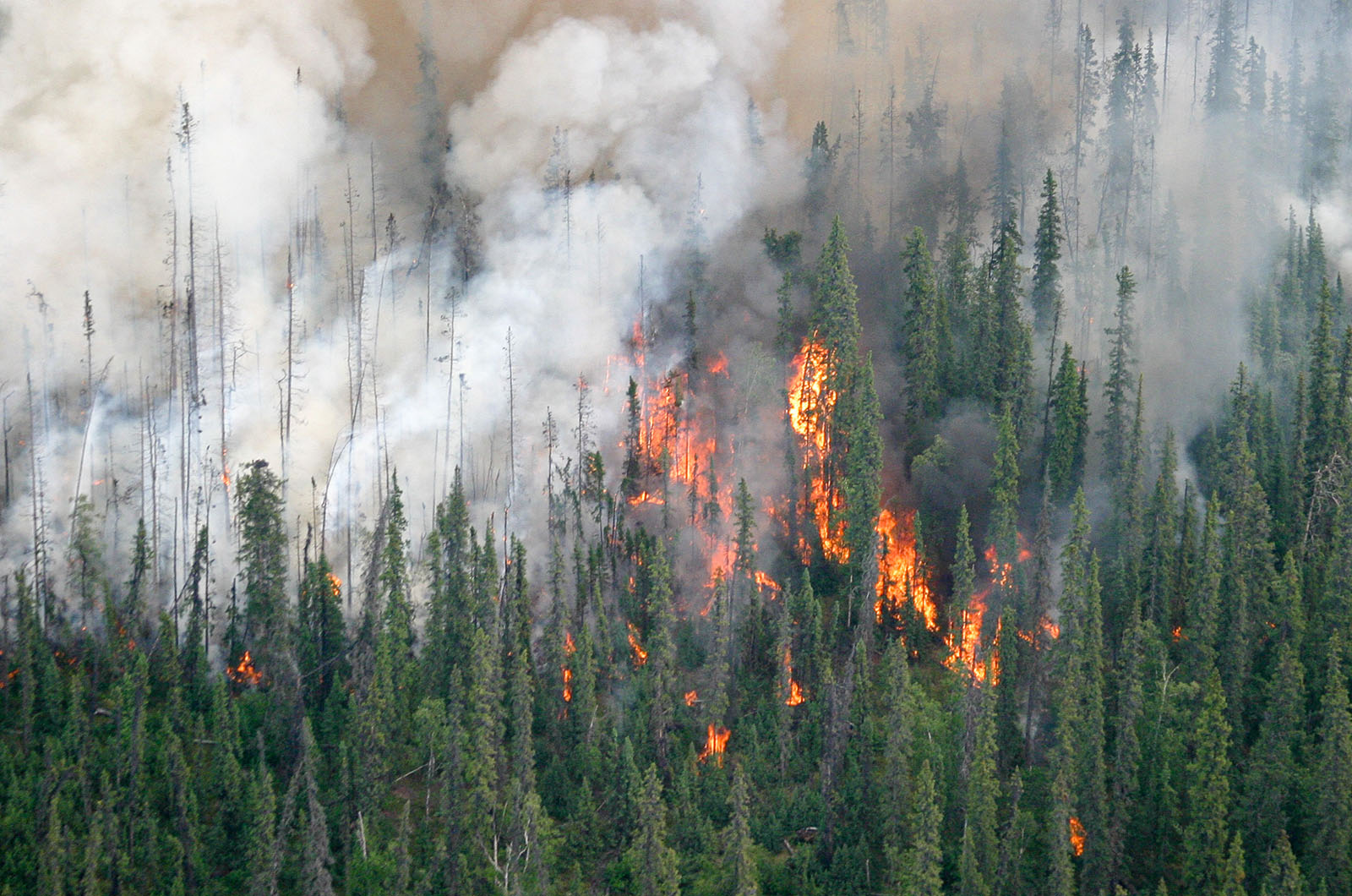 We established many of our research sites after the record-breaking 2004 fire season.  Photo: BLM - C. McCaa