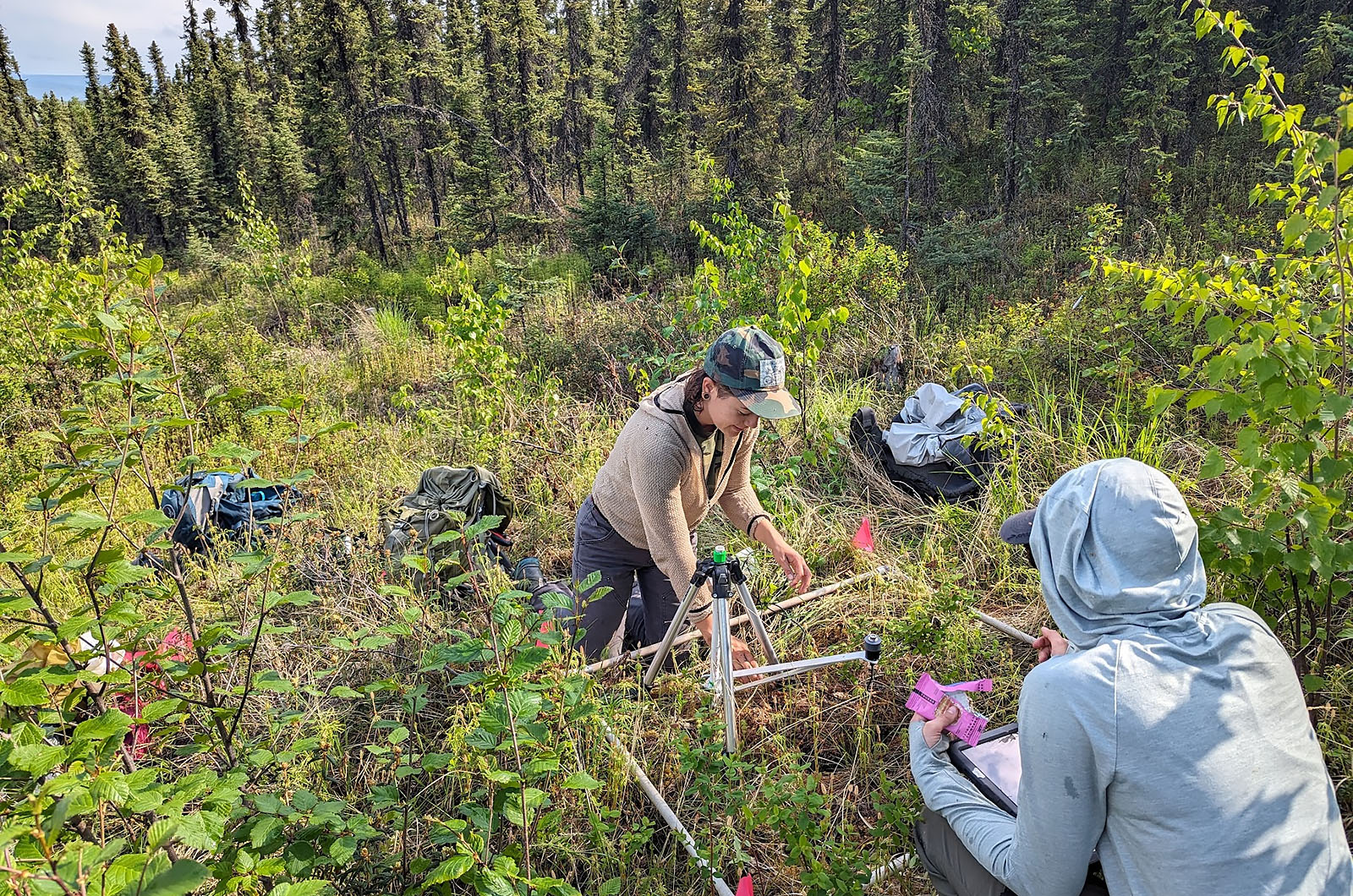 Assessing the impacts of fuel treatments on berry production.  Photo: X. Walker
