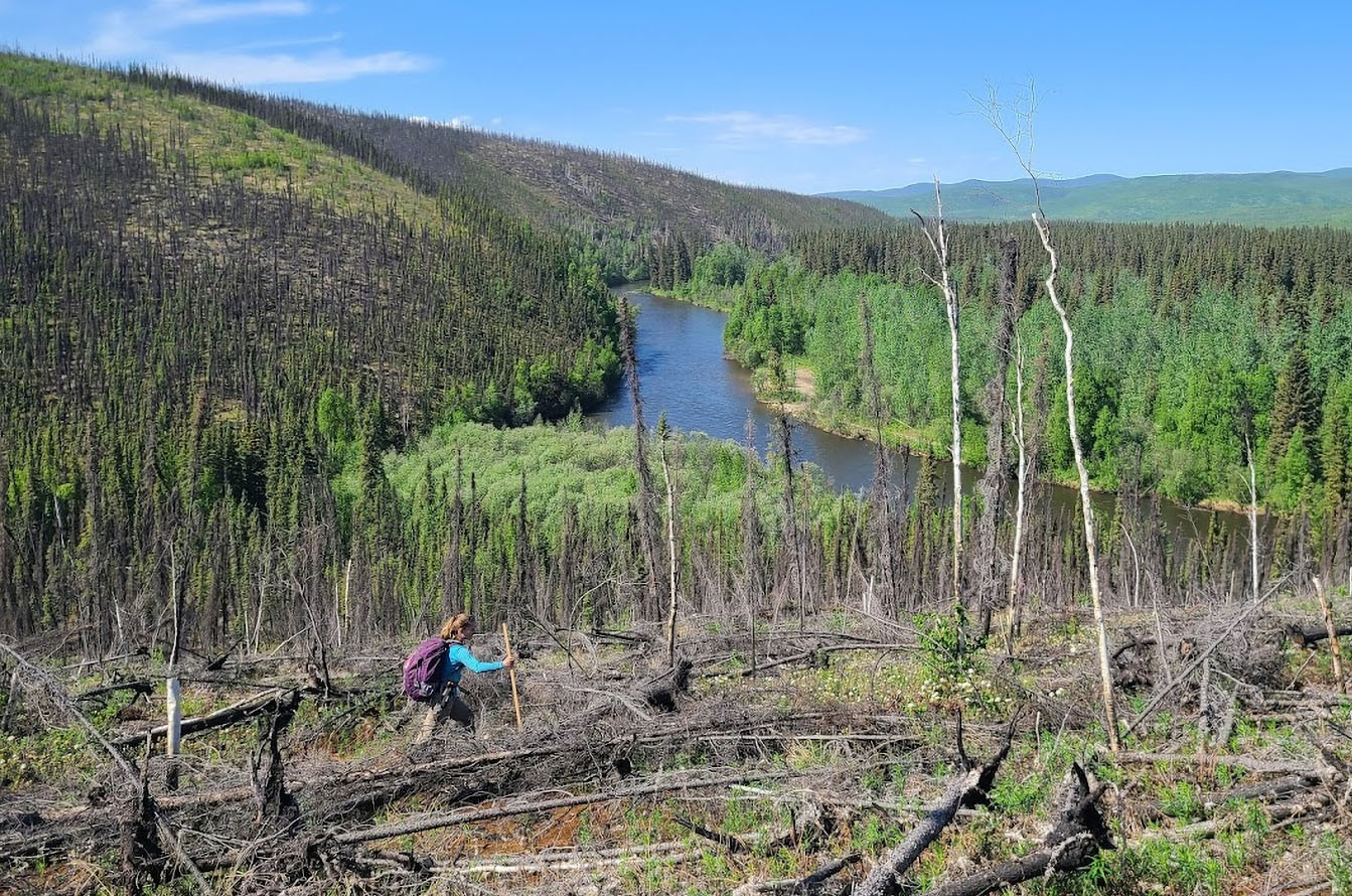 A researcher crosses a burned hillside.  Photo: X. Walker