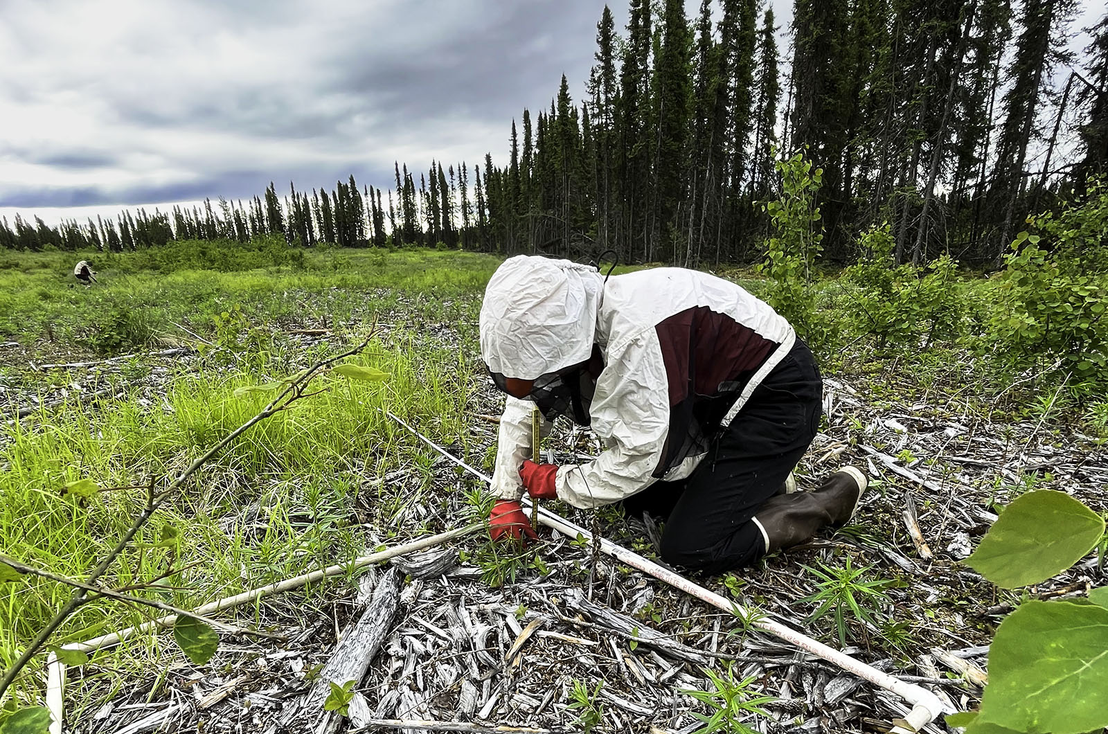 Crews survey in a fuel break treatment.  Photo: E. Pierce