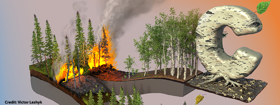 Carbon loss from boreal forest wildfires offset by increased dominance of deciduous trees