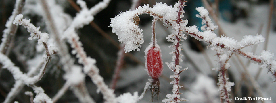 Berries in winter: a natural history of fruit retention in four species across Alaska
