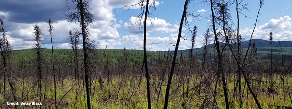 Increasing fire and the decline of fire adapted black spruce in the boreal forest